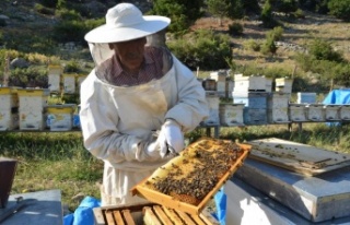 Antalya’da balda son 23 yılın en yüksek rekolte...