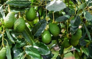 Avokadonun kitabı çıktı! Yarın Alanya’da tanıtılacak