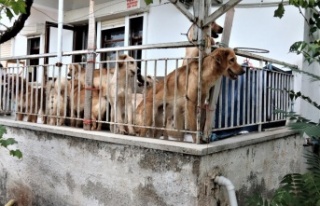 İhbar üzerine adrese gelen hayvanseverleri şok...