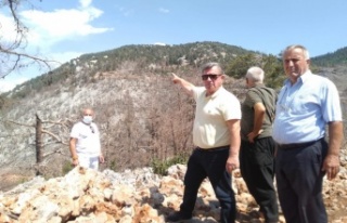 Karadağ'ın orman talanı isyanı