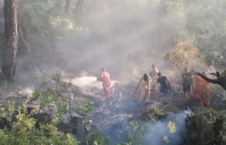 Manavgat'taki orman yangını büyümeden söndürüldü