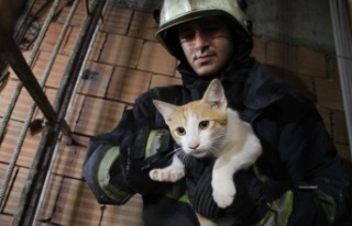 Önce kurtarıldı, sonra kapı kapı sahibi arandı