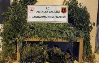 Ormanlık alana ekili bin 115 kök kenevir ele geçirildi