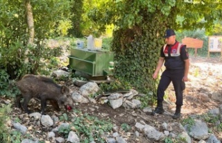Susayan yavru yaban domuzuna jandarma şefkati