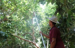 Türkiye’nin yüzde 70 avokado üretimi yapılan...