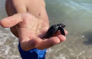 Vatandaşlar, yuvadan çıkan yavru carettaları denizle...