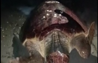 Yumurtlamaya gelen caretta carettayı böyle kaçırdılar