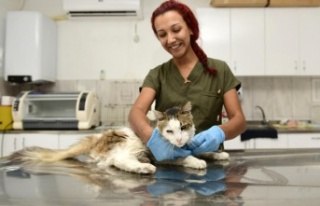 Zehirlenen sokak kedisi hayata tutundu