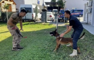 13 aylık bir sokak köpeği jandarmanın hassas burunlarından...