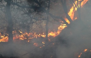 Alanya'da aynı bölgede ikinci orman yangını