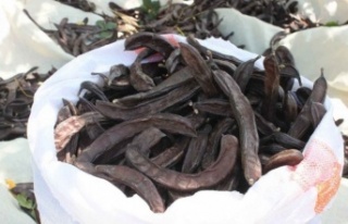 Alanya’da 320 kilogram keçiboynuzu çalındı