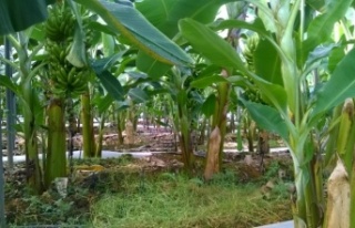 Alanya’da muz serasından 40 bin TL’lik elektrik...