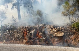 Alanya’da orman yangını