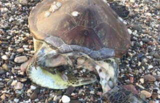 Alanya’da yine caretta caretta ölüsü bulundu