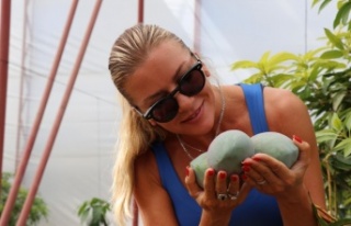 Alanya'da yılın ilk mango hasadı Ivana Sert'ten