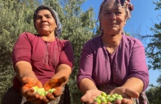 Antalya’da zeytin hasadı başladı