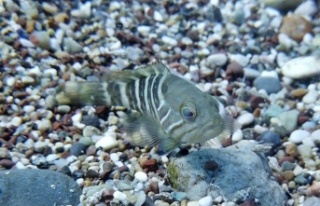 Av yasağı etkisini gösterdi, Antalya Körfezi’nde...