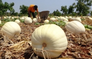 Avokado bahçesinde tonlarca kabak yetiştirdi