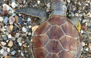 Caretta'yı ölü görünce isyan etti