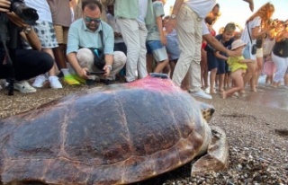 Caretta caretta 'Lara Barış'ın 600 kilometrelik...