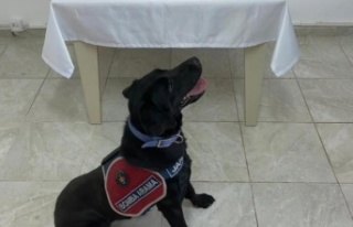 Gazipaşa'da jandarmanın durdurduğu araçtan,...