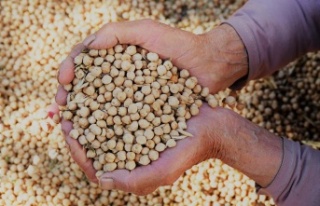 Gazipaşa’da nohut hasadı başladı