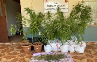 Jandarmanın fark ettiği koku kenevir bahçesini...