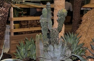 Peyzajda kuraklık bitkilerine dönüş