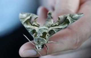 Alanya'da ender görülen mekik kelebeği görüldü
