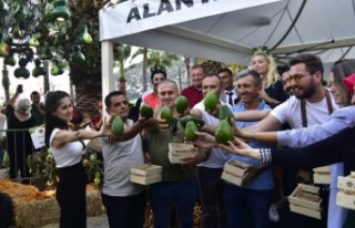 Alanya'nın En Güzel Avokado Bahçesi ve en ağır...