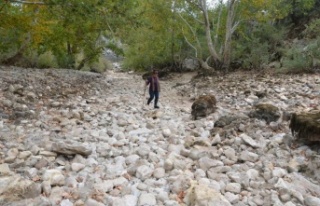 Antalya’da Üzümdere Irmağı kurudu, yavru alabalıklar...