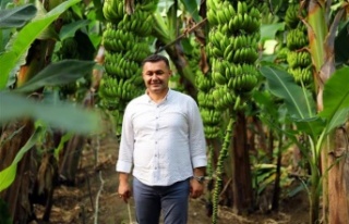 Avokado temalı Tropikal Meyve Festivali yarın başlıyor