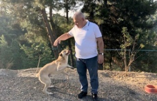 Başkan Şahin sokak hayvanları ile ilgili projesini...