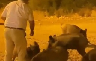 Kızının çekmeye bile korktuğu yaban domuzlarını...