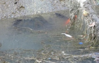 Manavgat'ta sulama kanalında balık ölümleri