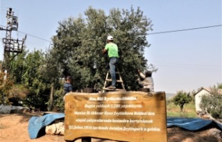 Özenle korunan bin 200 yıllık zeytin ağacında...