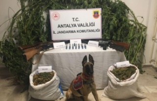 Zehir tacirlerine jandarmadan operasyon