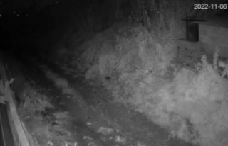 Alanya'da domuz sürüsü avokado bahçesine girdi