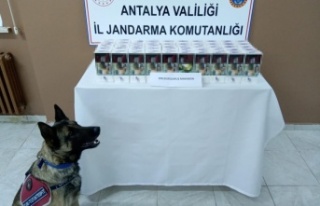 Alanya'da jandarmanın gözbebeği ‘Zarif’...