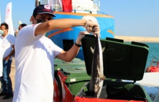 Antalya’da balıkçılara istilacı balon balığı...
