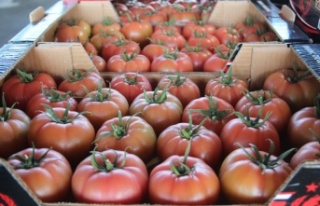 Antalya’da kış dönemi örtü altı hasadı başladı,...