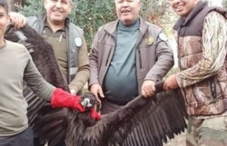 Avrupa'dan Türkiye'ye göç eden Kara Akbaba...