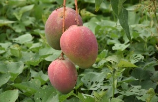Bir ağacından 190 bin TL gelir sağlanan mango üreticinin...