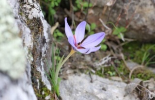 Dünyada sadece Antalya’da bulunan Olimpos safranı...