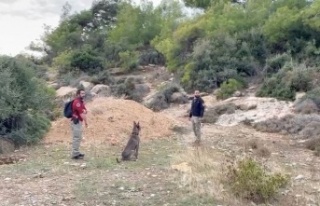 Kayıp Sedanur için özel eğitimli köpekler devrede