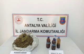 Muz bahçesine esrar operasyonu