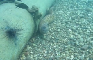 Sualtına dalan profesör keskin dişli müren balığıyla...