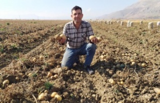 Yaylada patates hasadı sona erdi