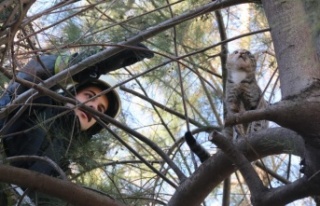 10 metrelik çam ağacında mahsur kalan kedi, ekiplere...