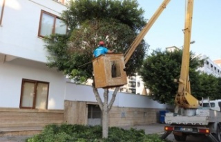 Alanya Belediyesi kışlık bakım çalışmalarında...